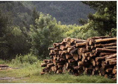 Bild Gesundheit schützen - Holzverbrennung vermeiden